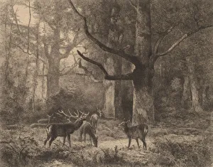 Foret de Fontainebleau. Creator: Karl Bodmer