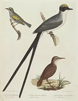 Ornithology Collection: Fork-tailed Flycatcher, Rocky Mountain Anteater, and Female Golden-winged Warbler