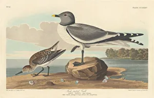 Laridae Prints: Fork-tailed Gull, 1835. Creator: Robert Havell