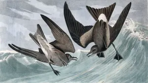 John James Audubon 1785 1851 Prints: Fork Tailed Petrel, Thalassidroma Leachii, 1845