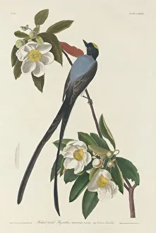Shrub Prints: Forked-tail Flycatcher, 1833. Creator: Robert Havell