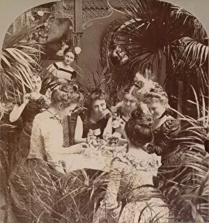 Tea Plant Gallery: A Fortune in a Teacup, 1901