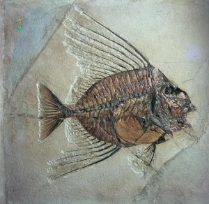 Fossil of Acantonemus Subaureus