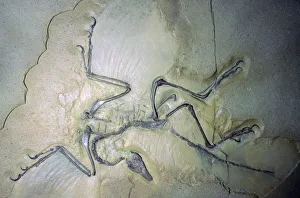 Fossil Archaeopterix with traces of feathers