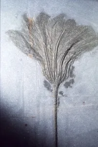 Pleistocene Prints: Fossil. Crinoid Lily, Ordovician to Pleistocene period, c450 million-10, 000 BC