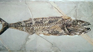 Cracked Collection: Fossil of Cybium Speciosum