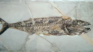 Fossil of Cybium Speciosum Fossil of Cybium Speciosum