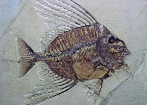 Sedimentary Rock Prints: Fossil Fish