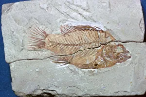 Fossil of a fish Fossil of a fish
