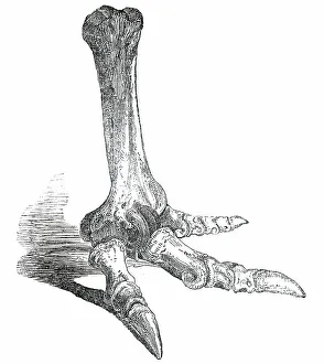 Claw Prints: Fossil Foot of Dinornis, 1850. Creator: Unknown