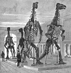 Fossil Iguanodons in the Bernissart Gallery of the Natural History Museum, Brussels, 1891. Creator: Hendrick Cassiers