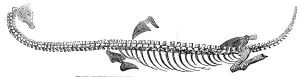 Palaeontology Prints: Fossil Plesiosaurus recently found at Street, near Glastonbury, 1857. Creator: Unknown