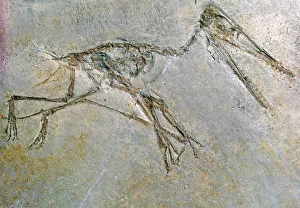 Fossil skeleton of a Pteradactyl