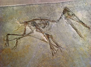 Running Prints: Fossil skeleton of a Pterodactyl, from the British Museums collection