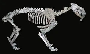 Skeleton Prints: Fossil skeleton of a sabre-toothed tiger