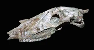 Primitive Prints: Fossil skull of a primitive horse