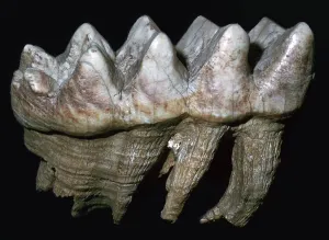 Pleistocene Prints: Fossil tooth of a mastodon