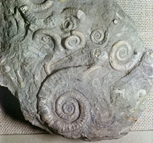 Fossils in Jurassic rocks