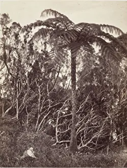 Madagascar Prints: Fougere arborescente, 1863. Creator: Desire Charnay