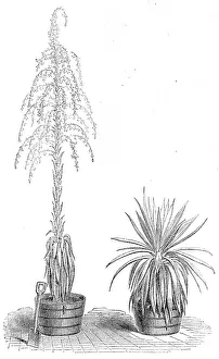 The Fourcroya Longaeva, a species of agave...in the gardens of the Royal Botanic Society... 1864. Creator: Unknown