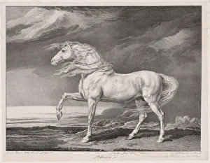 Fourteen Celebrated Horses: Adonis, 1824. Creator: James Ward (British, 1769-1859)