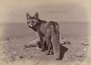[Fox], 1886. Creator: Ottomar Ansch&uuml;tz