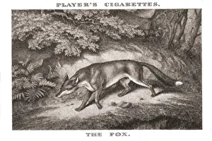 Samuel Howitt Prints: The Fox, (1924). Creator: Unknown