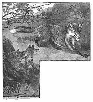 Babys Animal Picture Book Gallery: The Fox and her Cubs, c1900. Artist: Helena J. Maguire