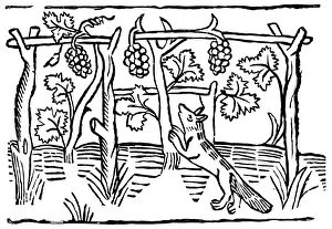 Caxton Collection: The Fox and the Grapes, 15th century (1893)