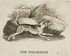 Woodcutwoodcut On Ivory Wove Paper Collection: Fox Hound, n.d. Creator: Thomas Bewick
