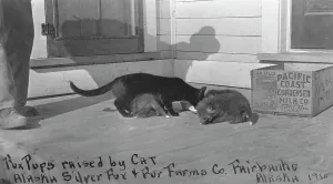 Fox pups raised by cat at Alaska Silver Fox and Fur Farms Co. between c1900 and c1930. Creator: Unknown