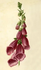Hulme Prints: Foxglove, 1877. Creator: Frederick Edward Hulme
