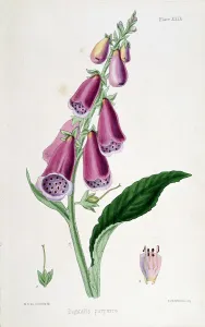 Foxglove Prints: Foxglove (Digitalis purpurea), 19th century