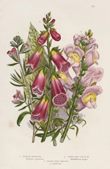Foxglove (Digitalis purpurea) (centre), c1885
