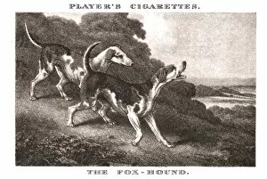 Foxhounds Collection: The Foxhound, (1924). Creator: Unknown