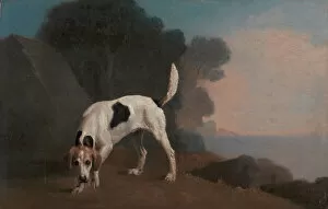 Scented Gallery: Foxhound; Foxhound on the Scent, ca. 1760. Creator: George Stubbs