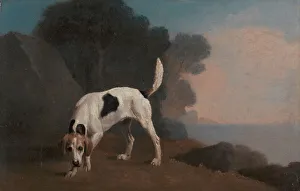Foxhounds Collection: Foxhound; Foxhound on the Scent, ca. 1760. Creator: George Stubbs