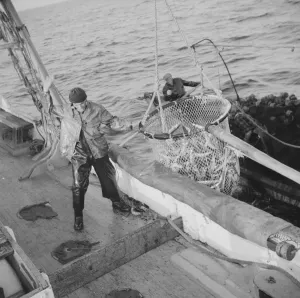 Fishing Boats Gallery: Franasco Parisi, youngest member of the Aldens crew, motioning for the skipper to hoist.. 1943