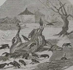 Carcass Prints: Franco-Prussian War (1870-1871): Crows tearing the carcass of a horse