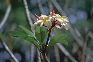 Growth Gallery: Frangipani blossom. Artist: CM Dixon