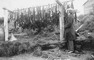 Journalist Collection: Frank G. Carpenter examining drying salmon, between c1900 and 1916. Creator: Unknown