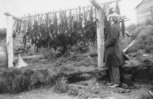 Ray Finned Fish Prints: Frank G. Carpenter examining drying salmon, between c1900 and 1916. Creator: Unknown