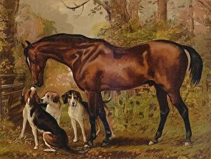 Foxhound Collection: Freemason - Favorite Hunter of the Late Hugo Meynell Ingram Esq. c1879. Creator: Unknown