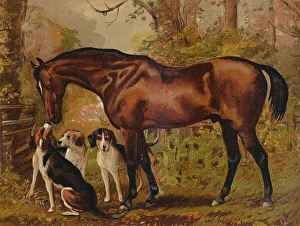 Foxhound Prints: Freemason - Favorite Hunter of the Late Hugo Meynell Ingram Esq. c1879. Creator: Unknown