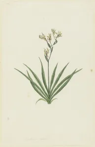 Gordon Robert Jacob Prints: Freesia viridis (Aiton) Goldblatt & J