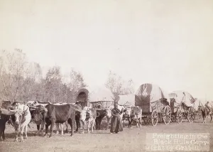 Grabill Prints: Freighting in the Black Hills, between 1887 and 1892. Creator: John C. H. Grabill