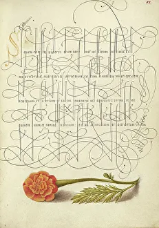 French Marigold; Mira calligraphiae monumenta, 1561-1562; illumination added 1591-1596. Creator: Joris Hoefnagel
