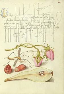 Pear Prints: French Rose, Crane Fly, European Filbert