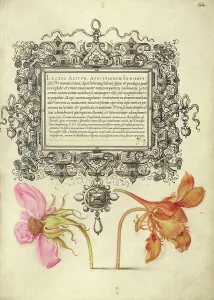 Bocskay Georg Prints: French Rose and Dwarf Nasturtium