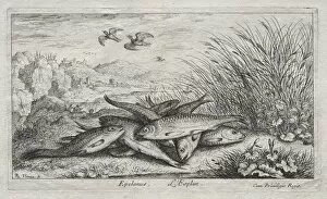 Albert Flamen Gallery: Fresh Water Fish, Part II: Epelanus, L Esplan. Creator: Albert Flamen (Flemish, c